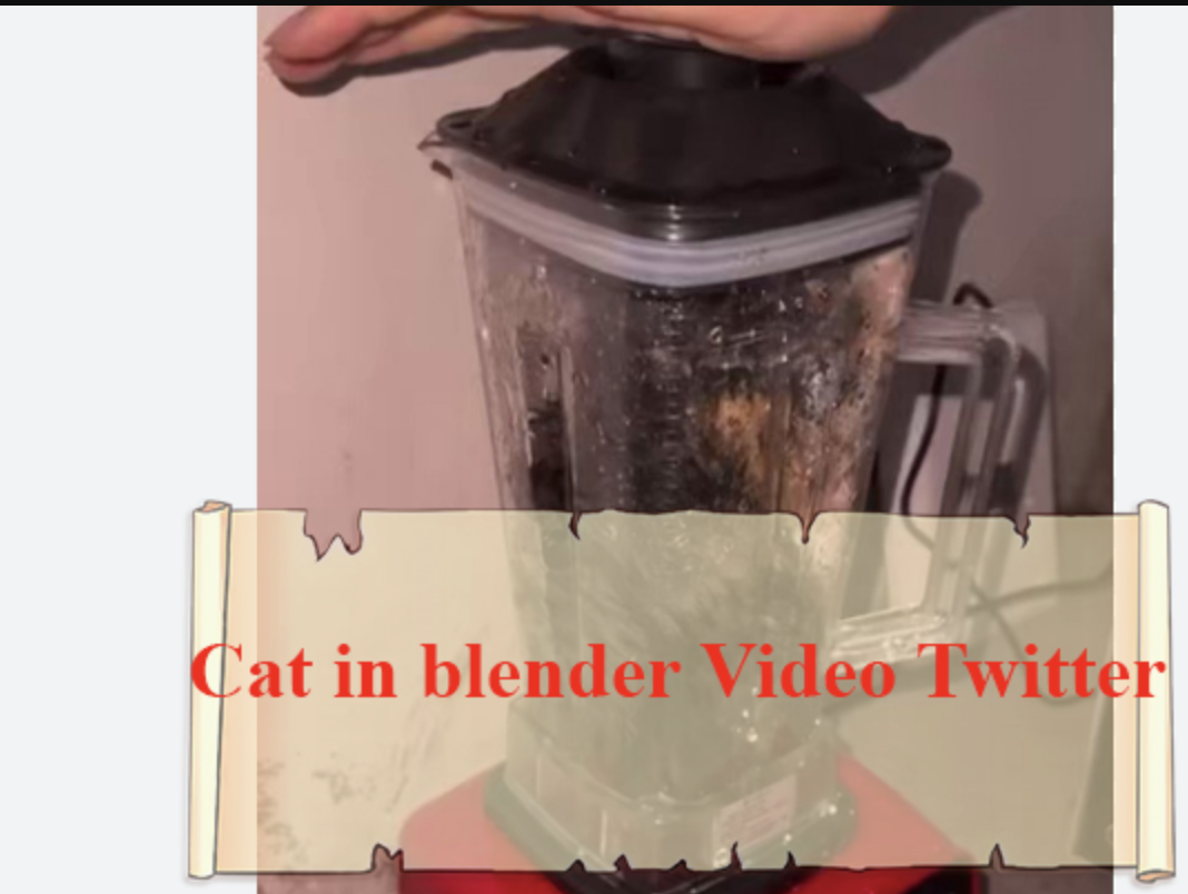 Cat blender video. Кошачий блендер. Кот в блендере. Котенок в блендере. Измельчение кота в блендере.